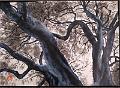 encre de chine_0025